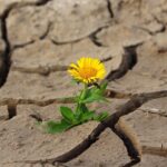 flower-887443_640